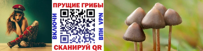 блэк спрут ссылка Нариманов Галлюциногенные грибы Psilocybine cubensis